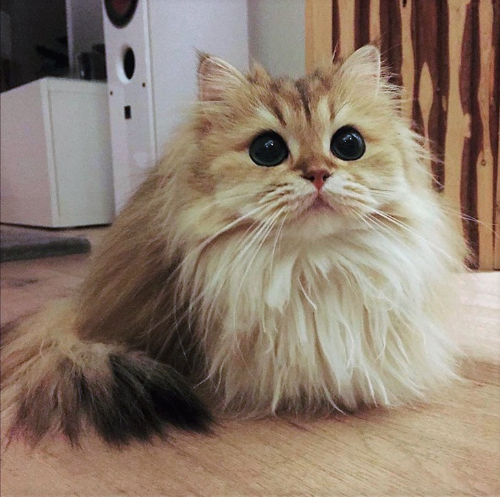 Hình ảnh mèo lông dài đẹp nhất