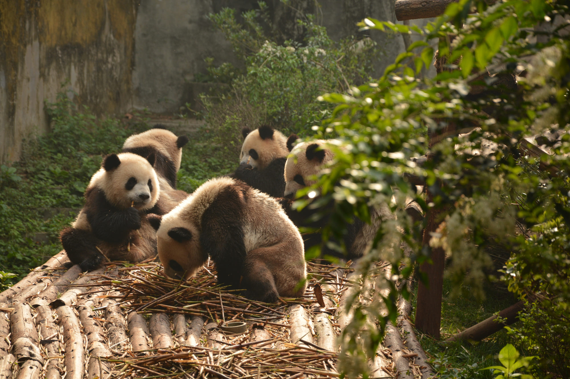 Hình ảnh nền gấu trúc KungFu Panda đẹp nhất