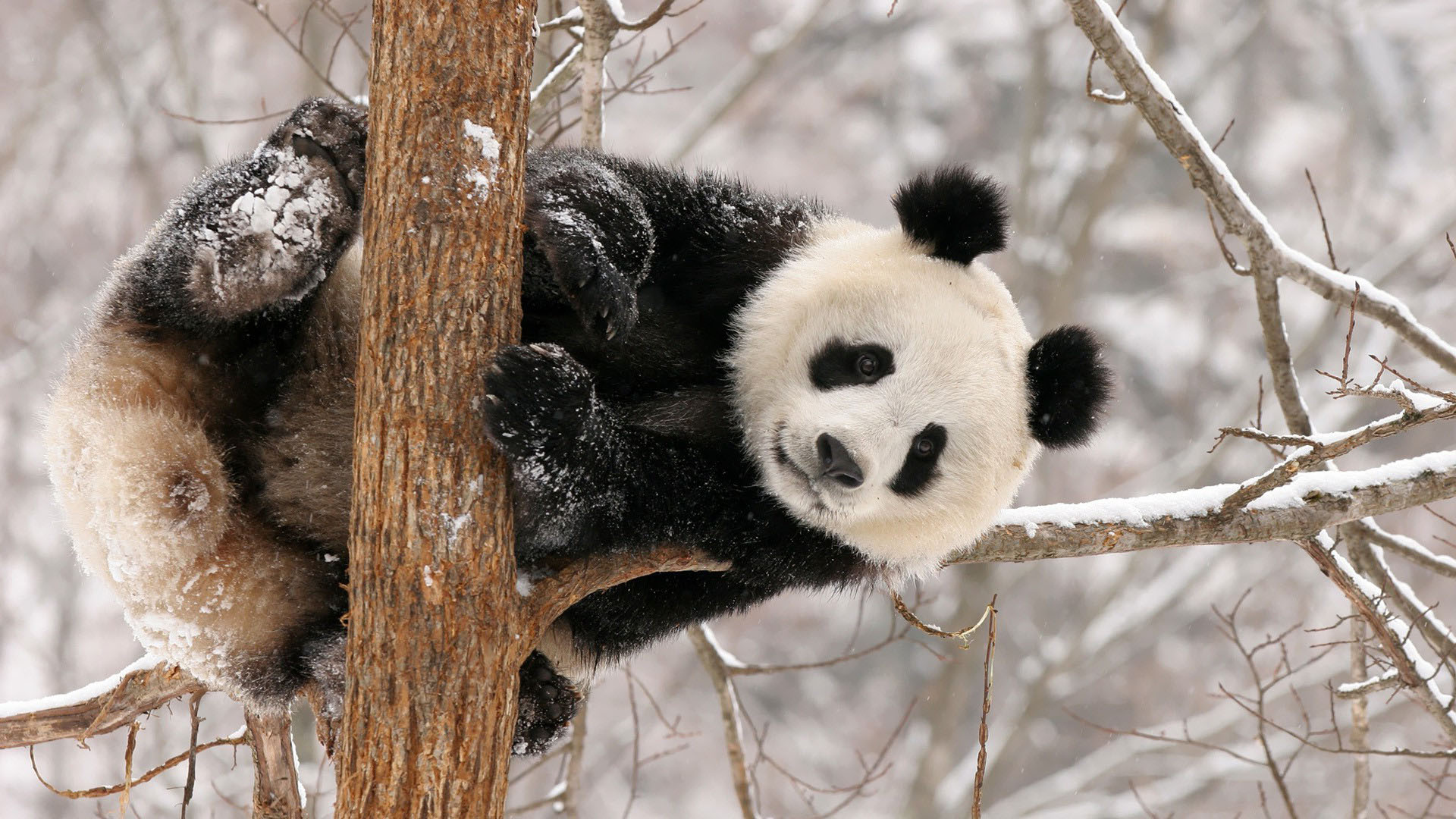 Hình ảnh nền gấu trúc Panda cute