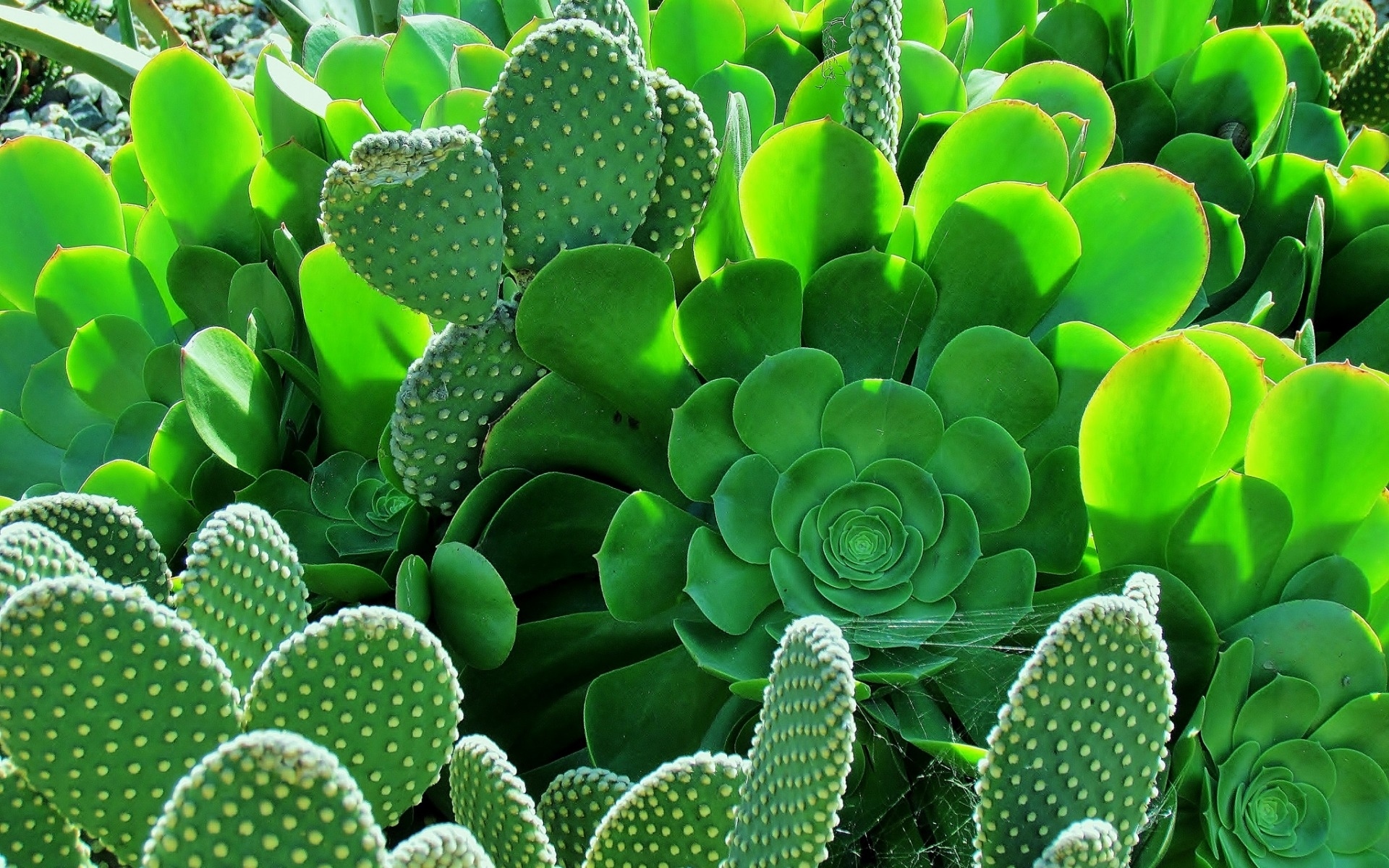 Cute Cactus Wallpapers  Top Những Hình Ảnh Đẹp