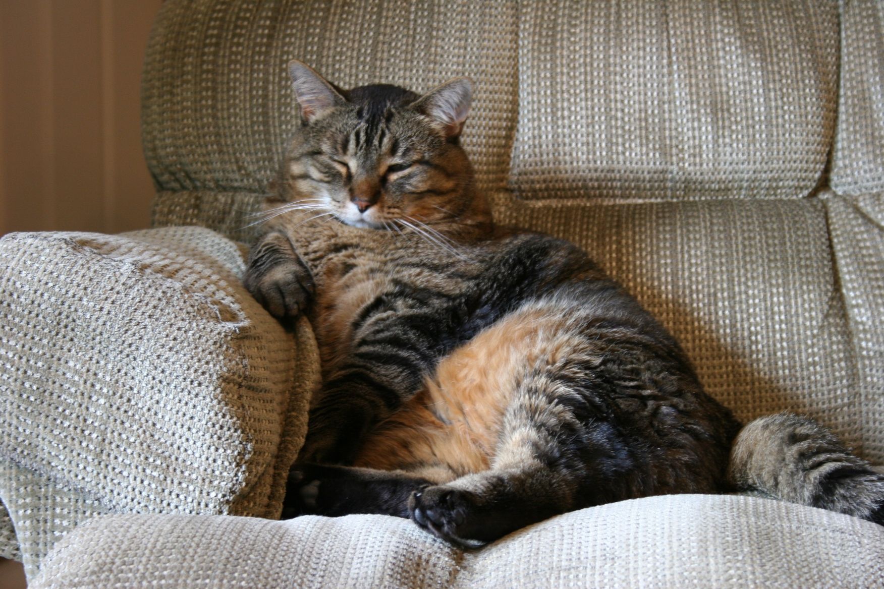 Hình mèo béo ú chất lượng cao