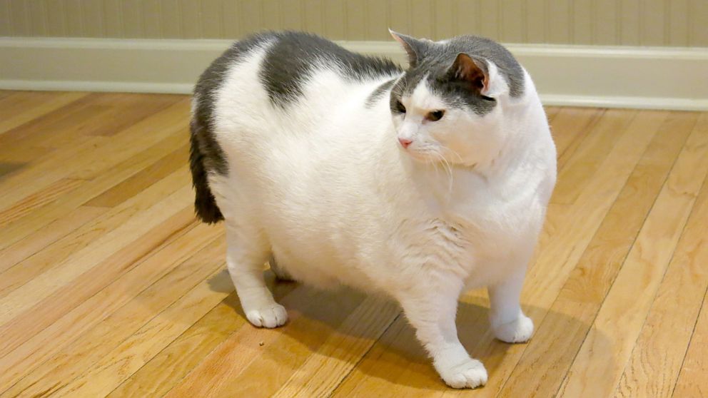 Hình mèo béo ú dễ thương