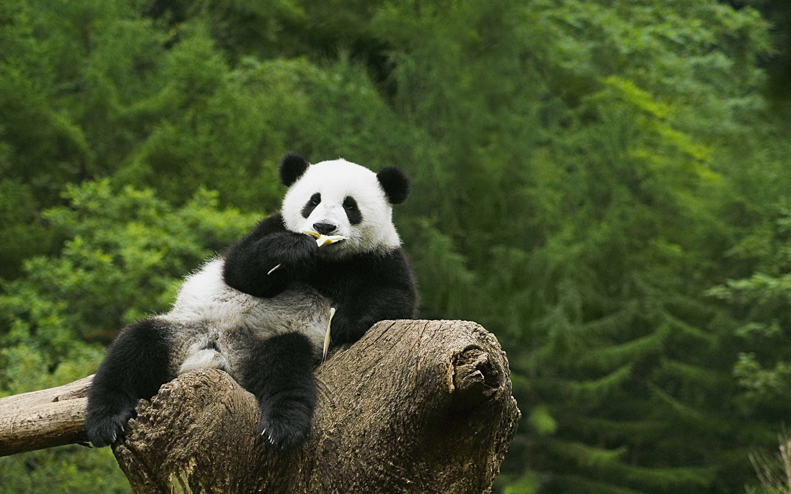 Hình nền gấu trúc Kung Fu Panda cute