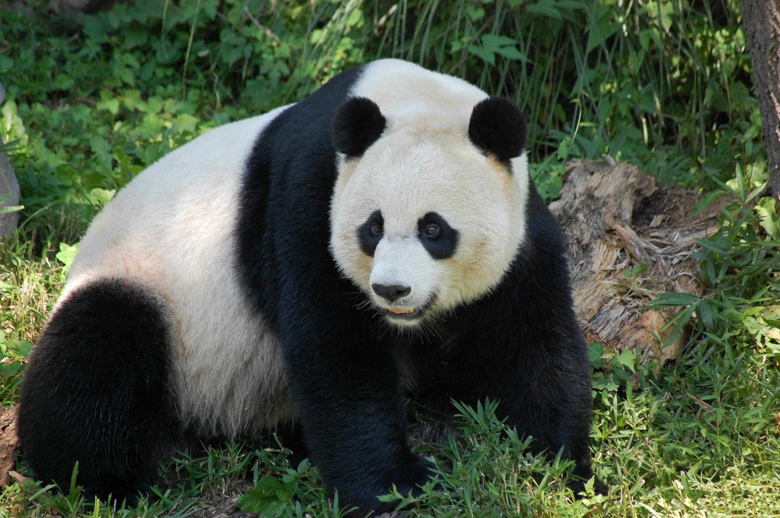 Hình nền panda Panda dễ thương dễ thương và đáng yêu nhất