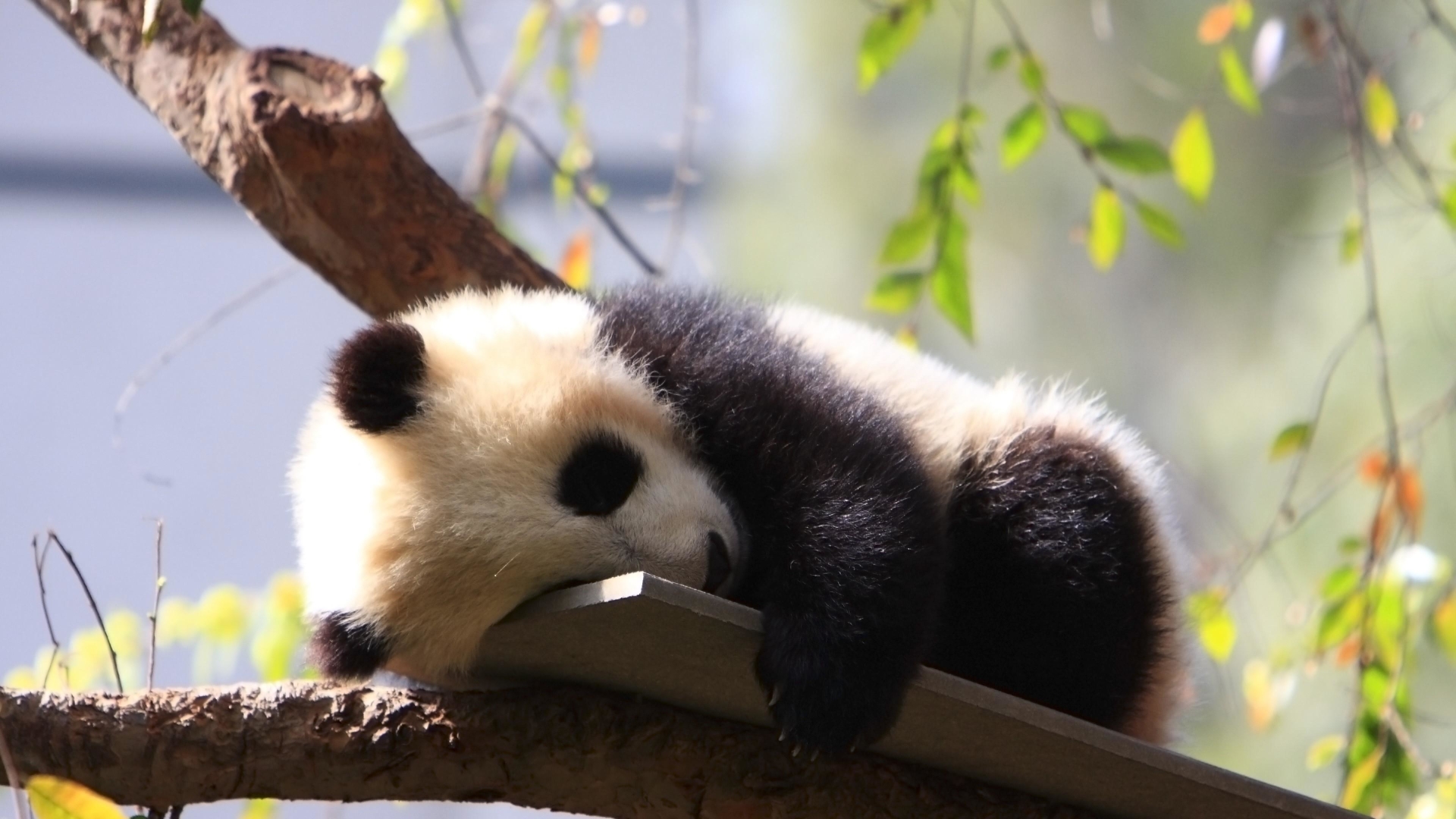 Hình nền gấu trúc Panda dễ thương nhất