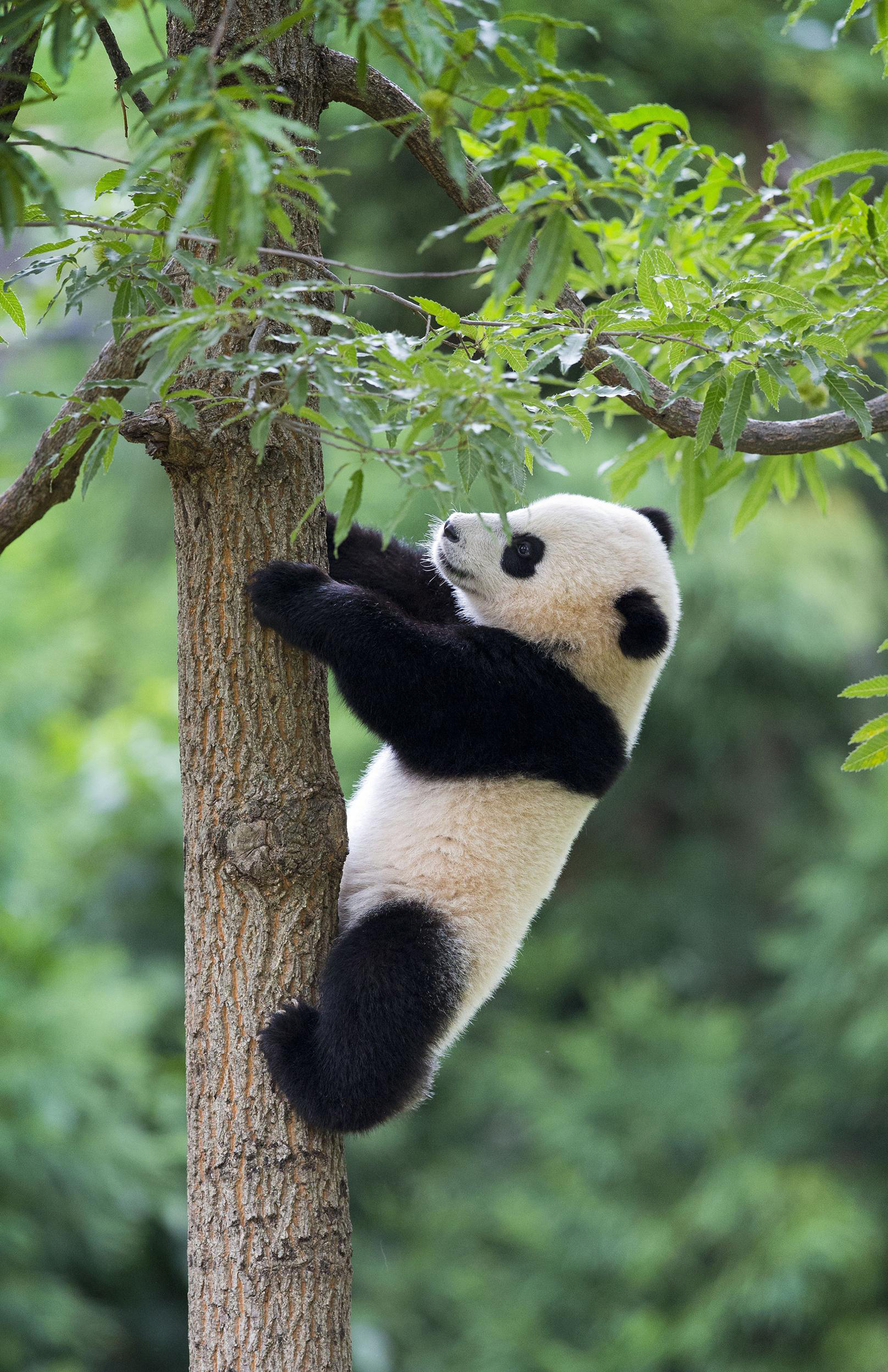 Hình nền gấu trúc Panda dễ thương