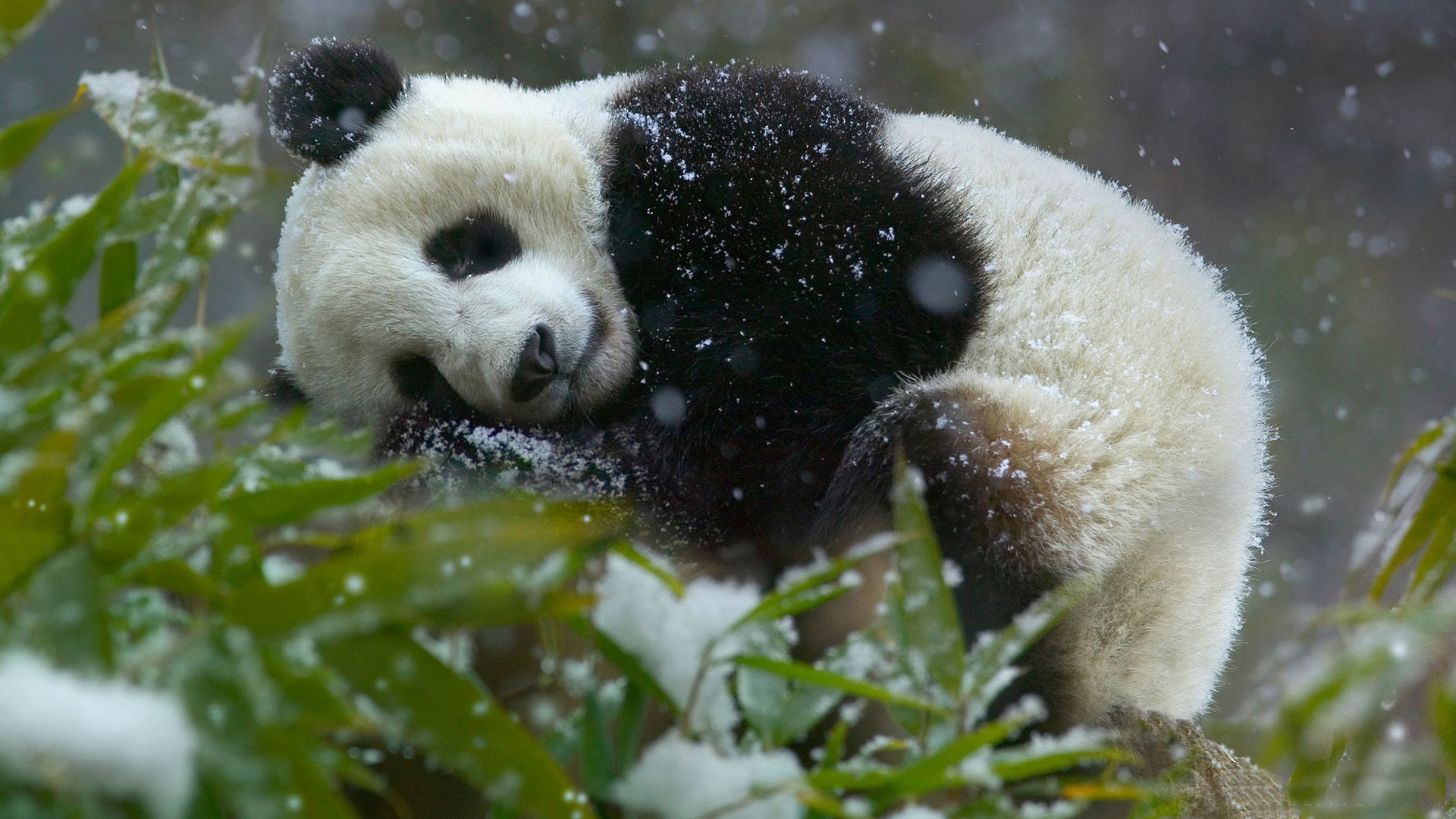 Hình nền gấu trúc panda đáng yêu