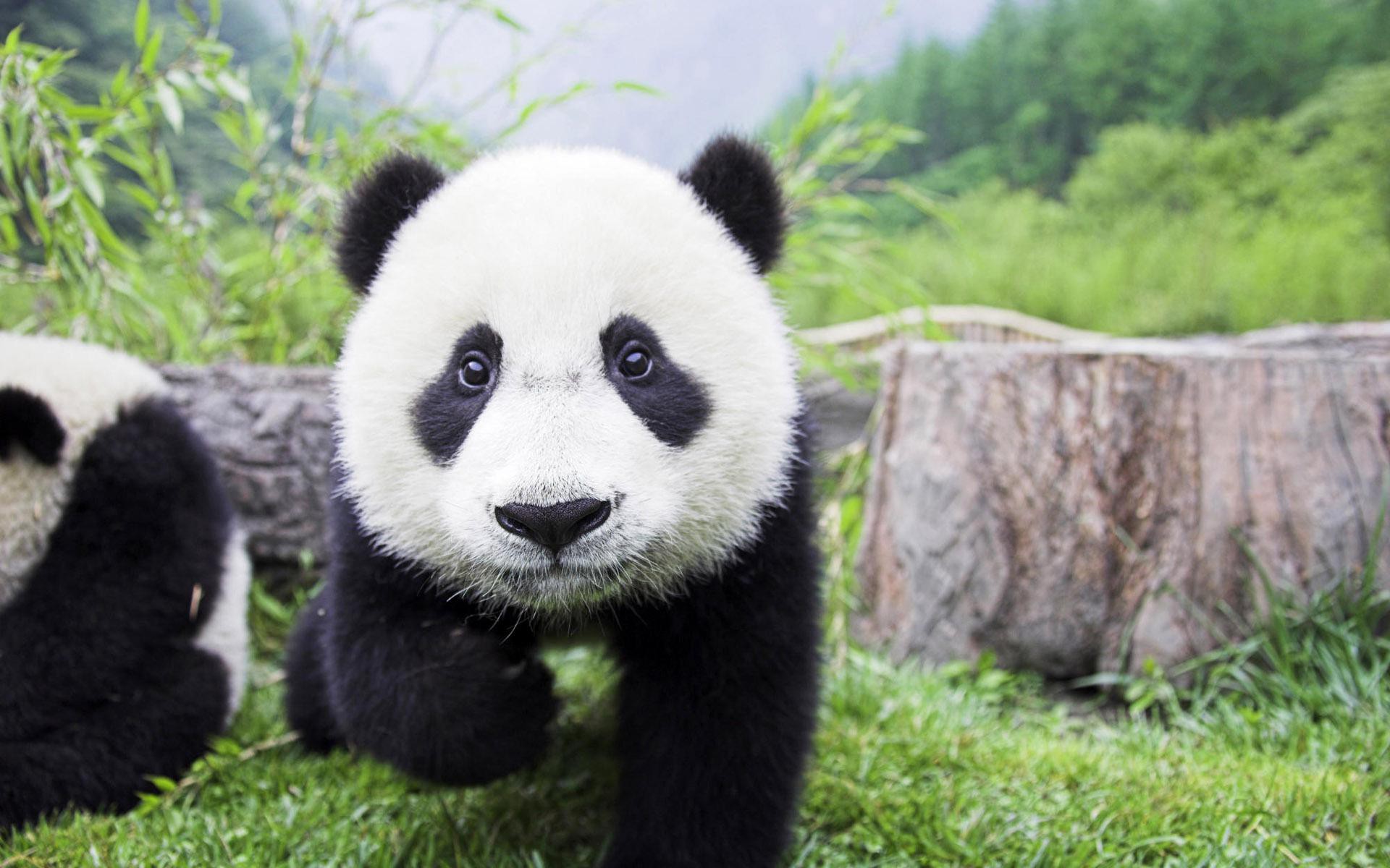 Hình nền gấu trúc Panda mập ú dễ thương