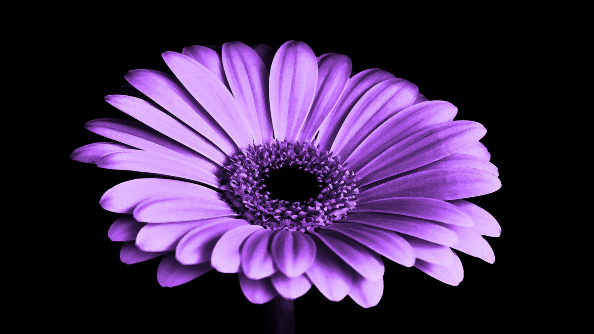 Hình ảnh bông hoa màu tím buồn