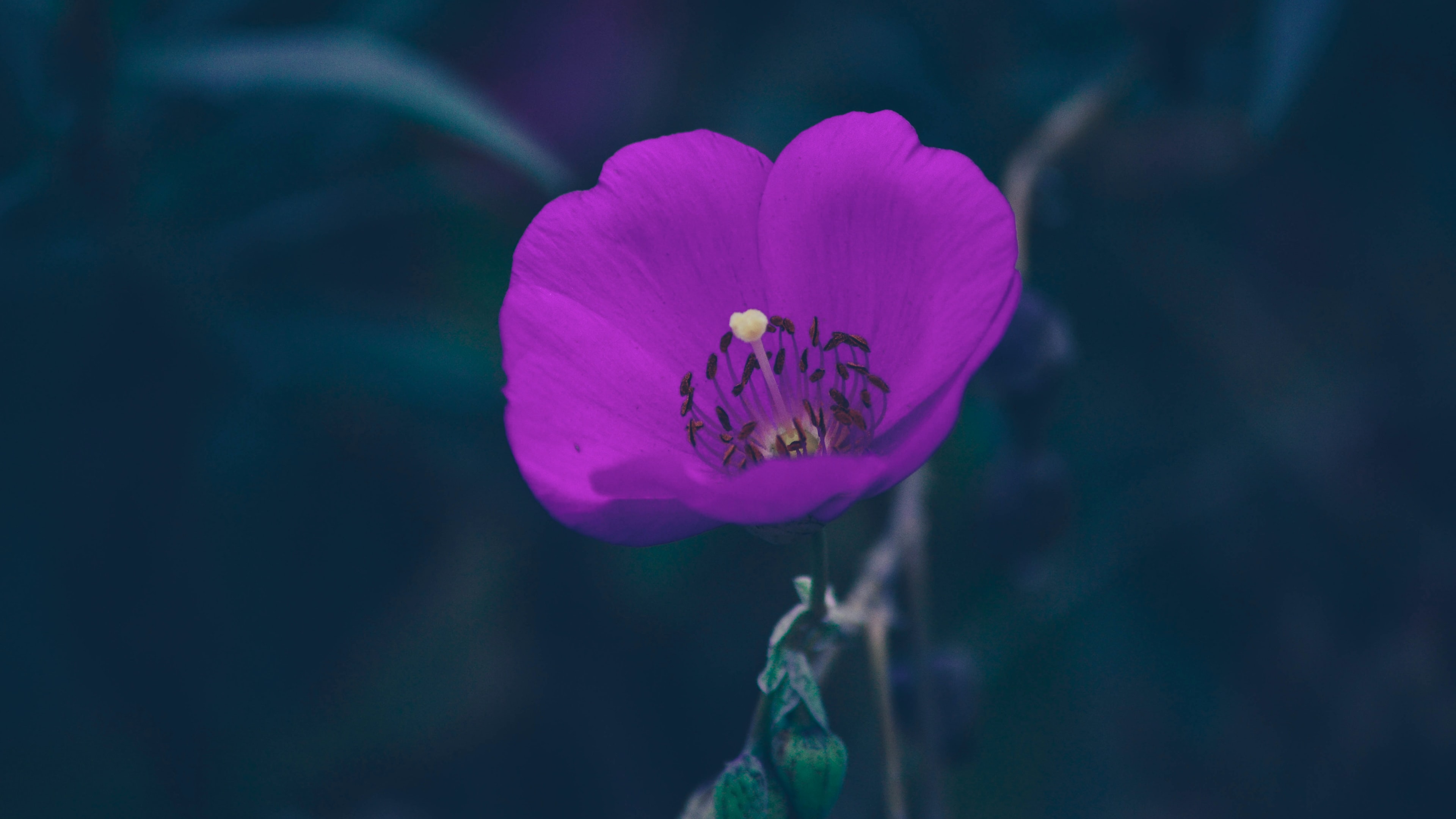 Bông hoa màu tím lãng mạn