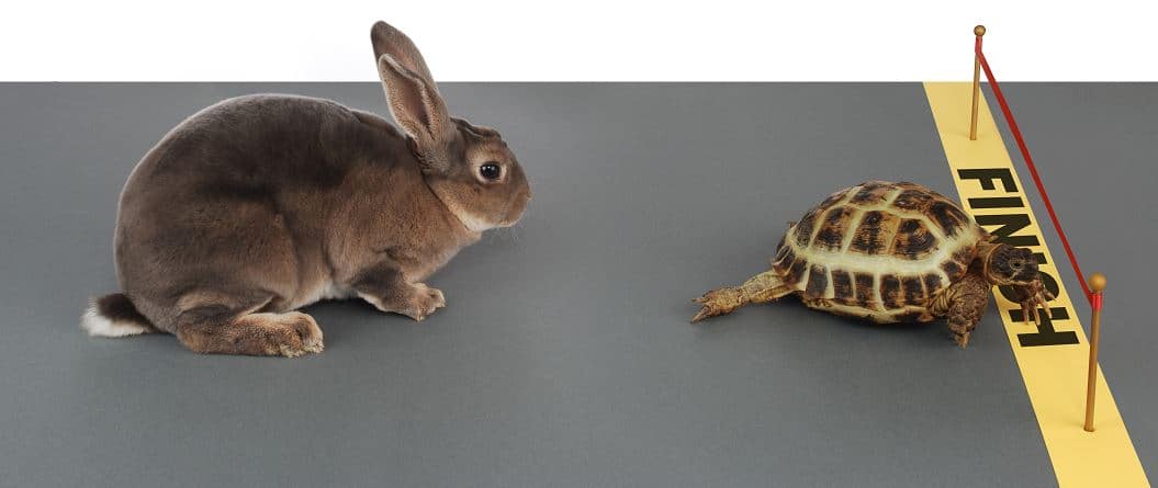 Một bức tranh đẹp của một con rùa và một con thỏ