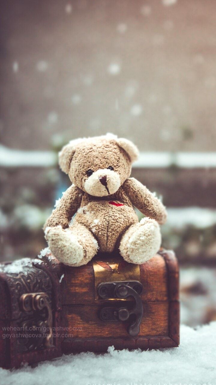 Hình ảnh của một con gấu lạnh giá և buồn