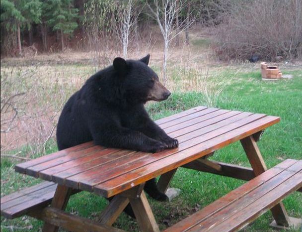 Hình hình họa gấu đen thui buồn