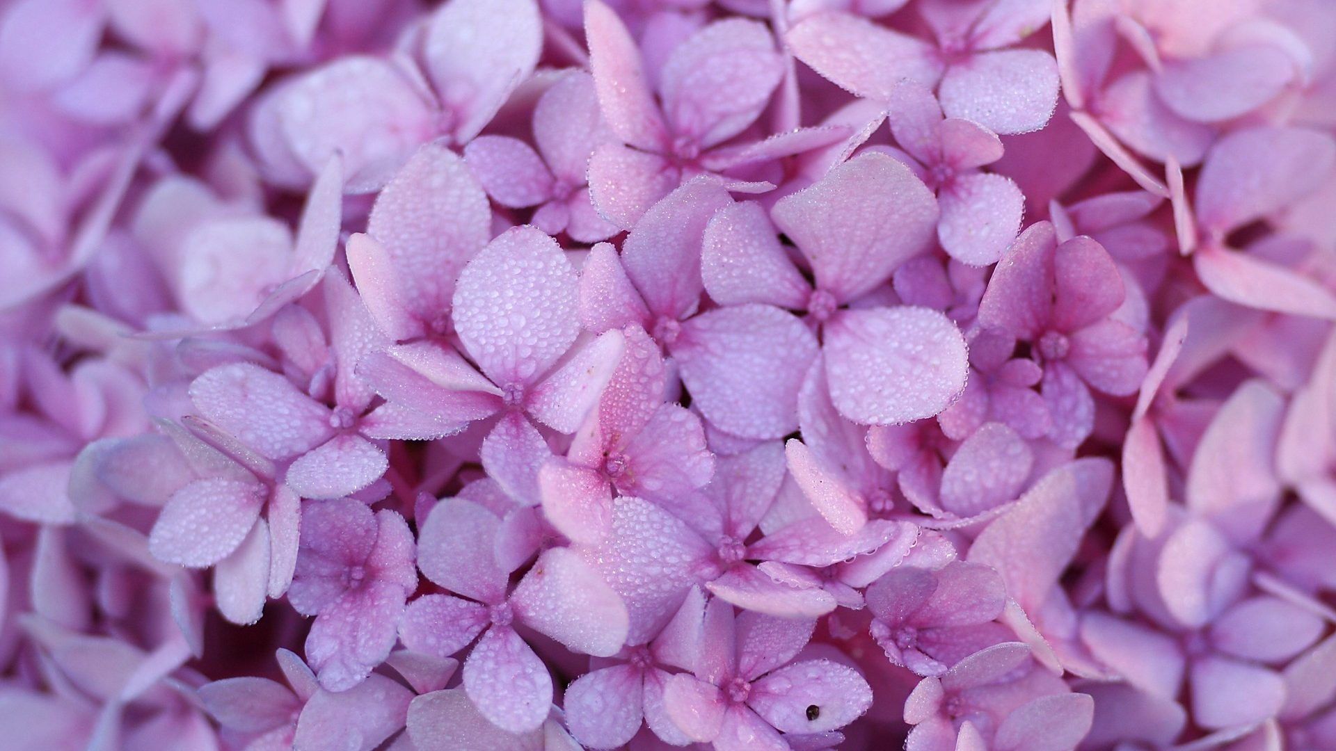 Mách bạn 113 hình nền hoa màu tím siêu hot  cbnguyendinhchieu
