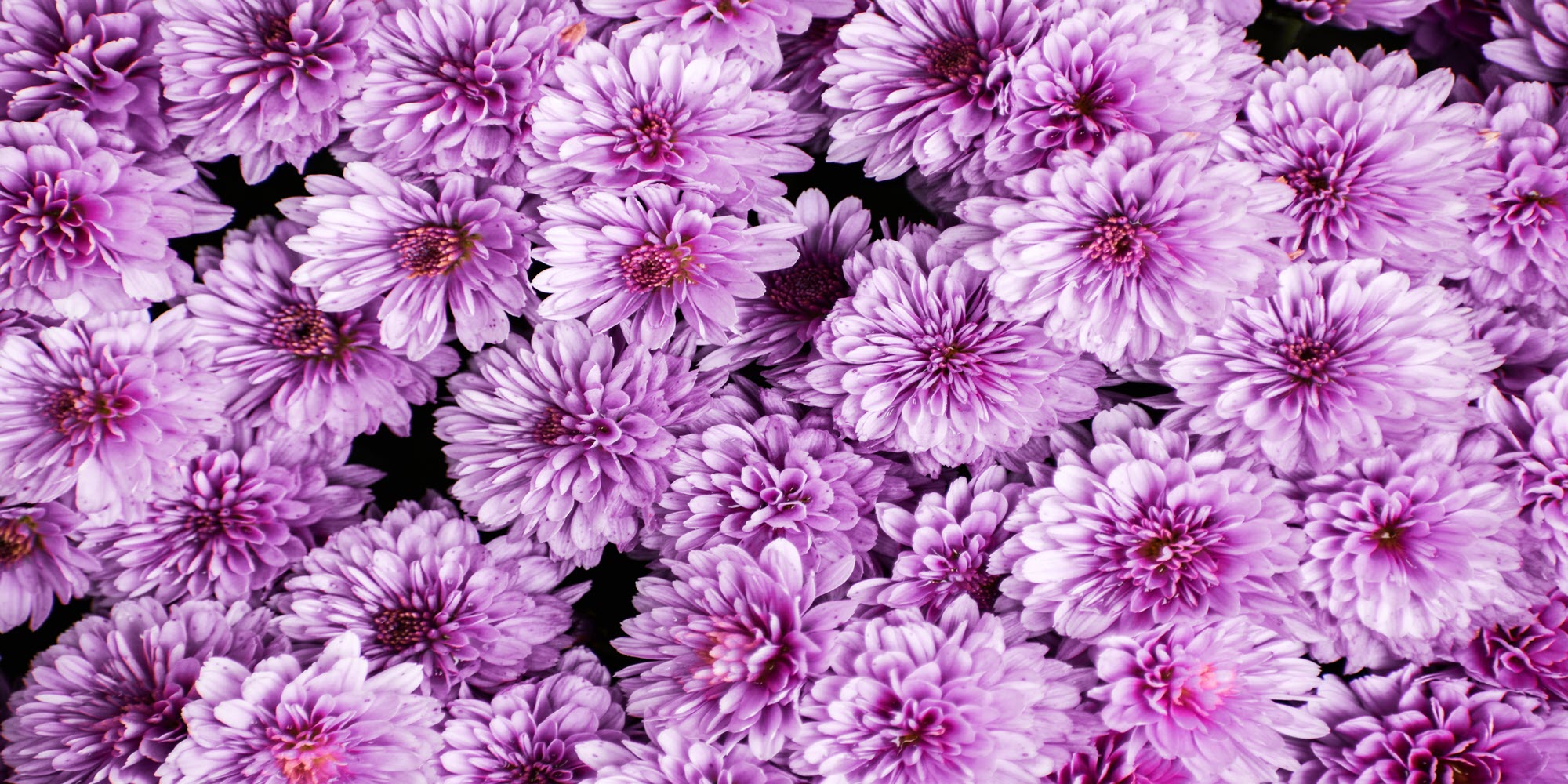 Hoa màu tím buồn