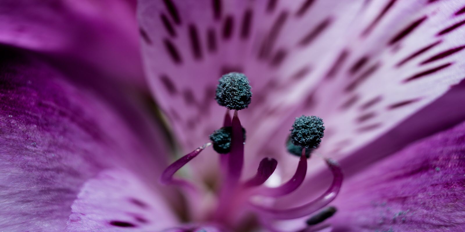 Hoa màu tím lãng mạn
