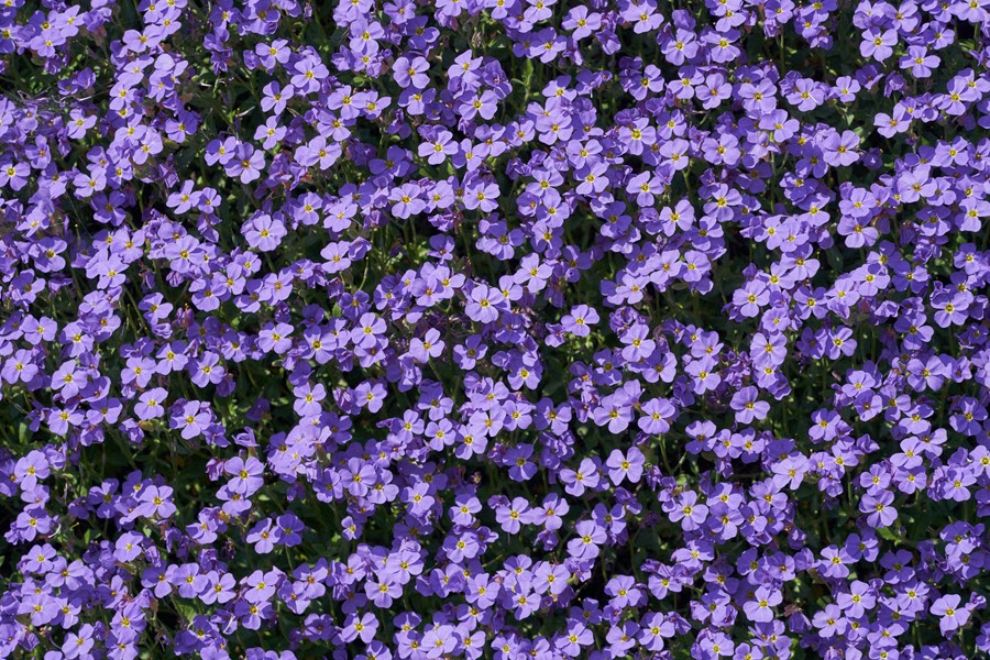 Một vườn hoa màu tím buồn