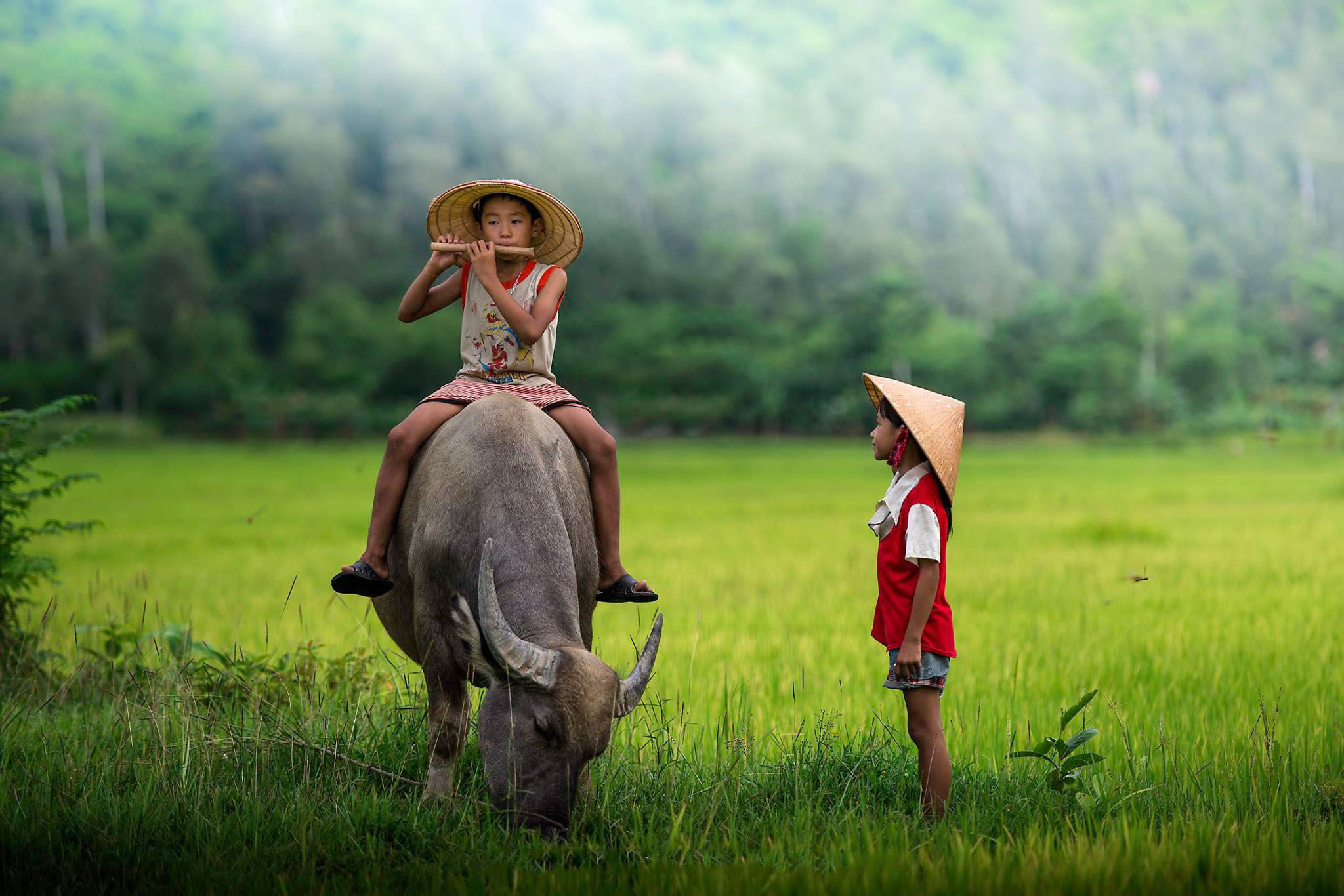 Một bức tranh làng quê Việt Nam thật yên bình 