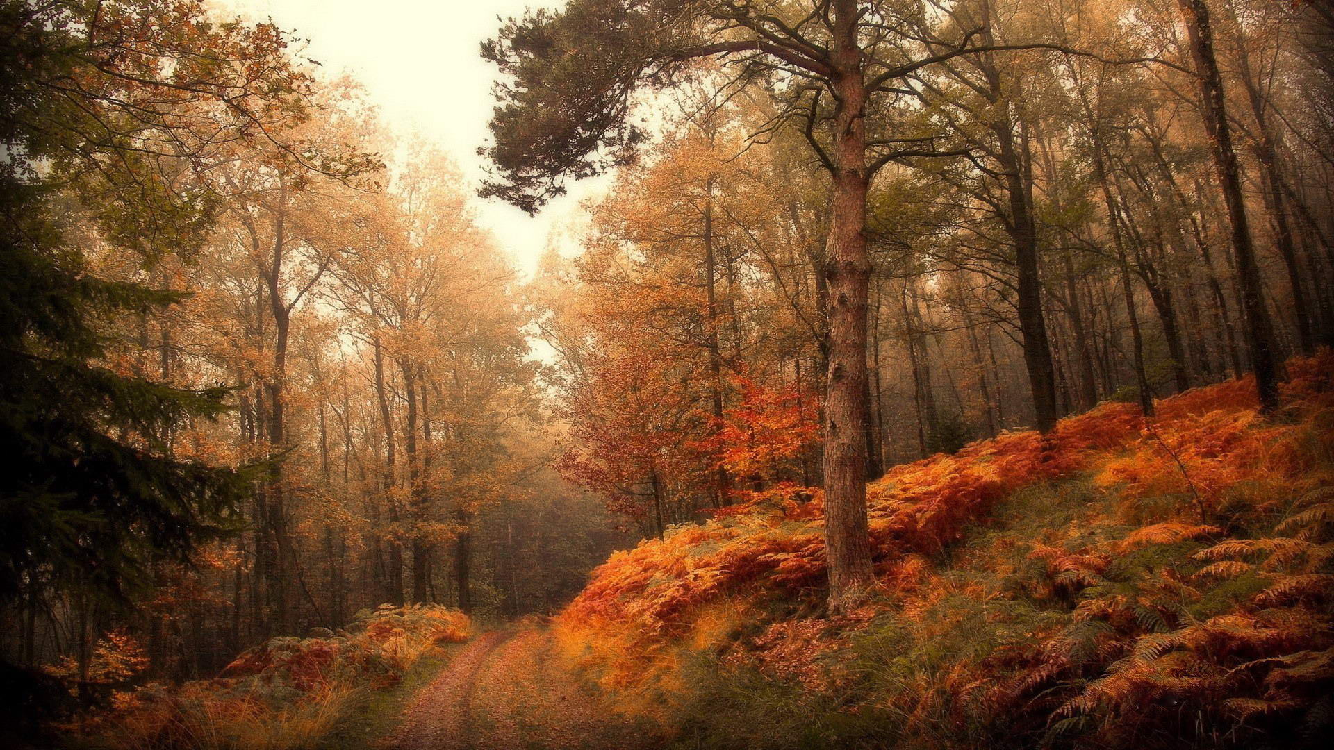 Hình nền rừng già yên tĩnh