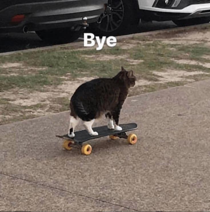 Meme mèo trượt ván, bye