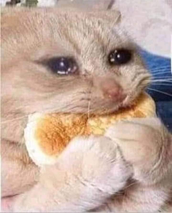 Meme mèo vừa ăn bánh vừa khóc