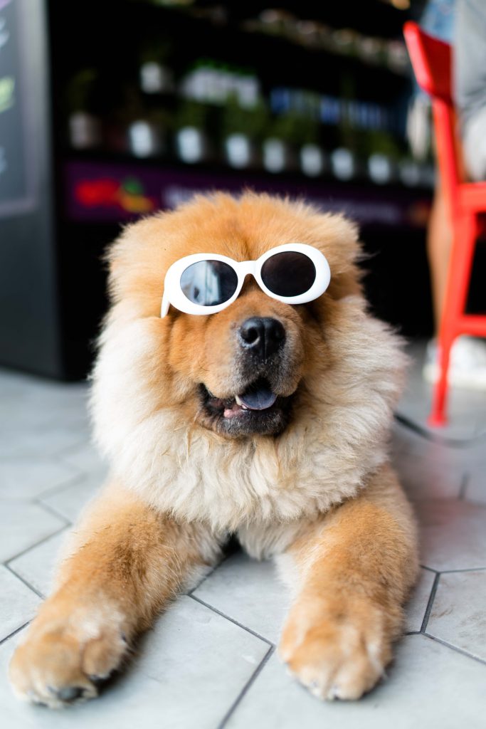 Hình ảnh chó đeo kính đẹp: Nếu bạn muốn ngắm nhìn những hình ảnh đẹp của chó đeo kính, thì hãy xem hình ảnh trong tấm ảnh này. Chúng tôi sẽ đem đến cho bạn những khoảnh khắc đáng yêu và hài hước của những chú chó đeo kính đáng yêu này.