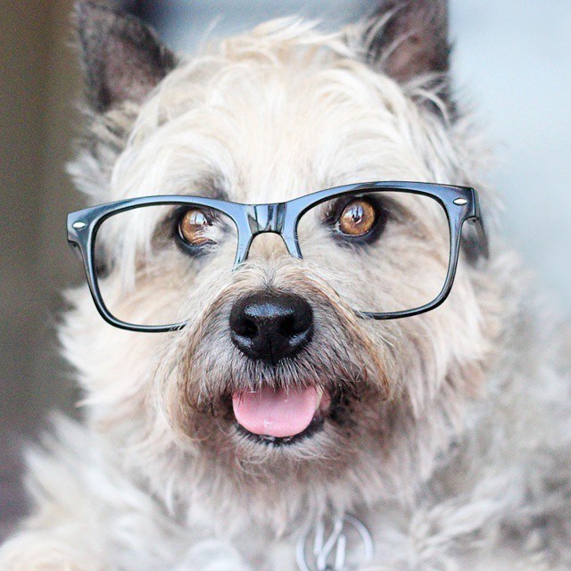 Hình ảnh chú chó đeo kính đẹp