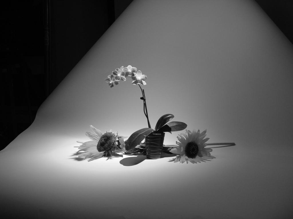 Hình ảnh bông hoa buồn trắng đen
