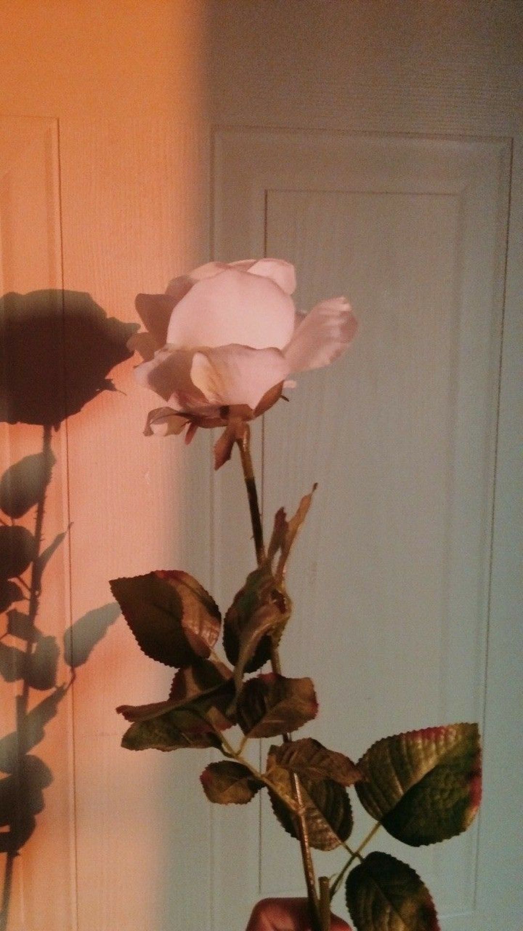 Hình ảnh hoa hồng buồn đẹp