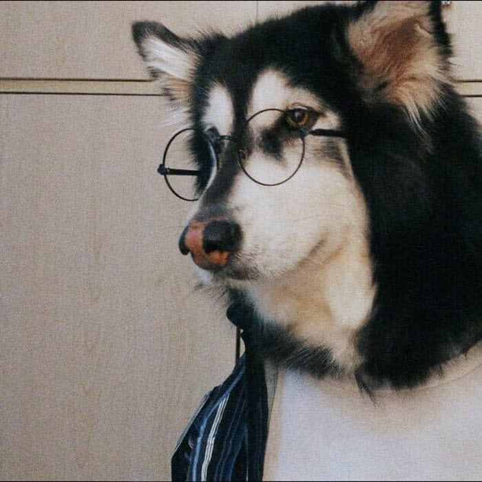232 Bilder von Hunden mit Brille Cool und lustig wie ein chinesischer Zug
