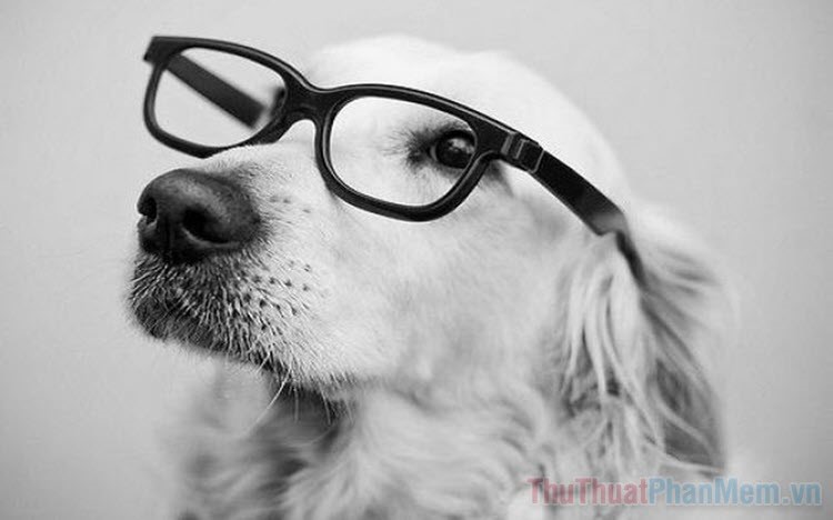 Hình ảnh chú chó đeo kính đẹp