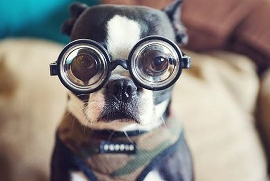 Hình ảnh chú chó đeo kính tuyệt đẹp