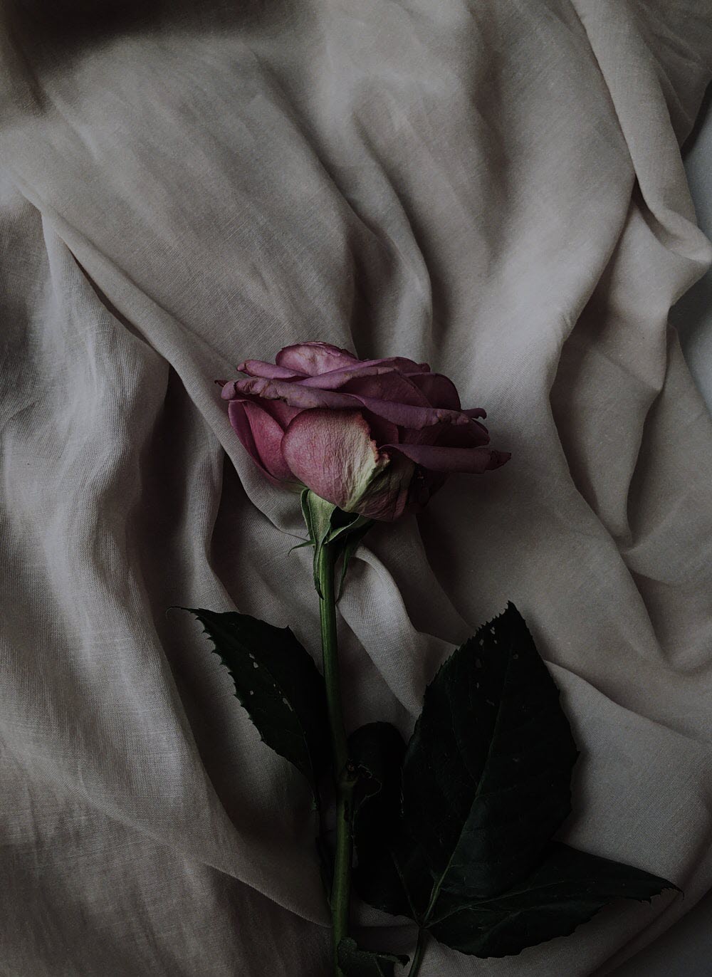 Hình ảnh một bông hồng héo buồn