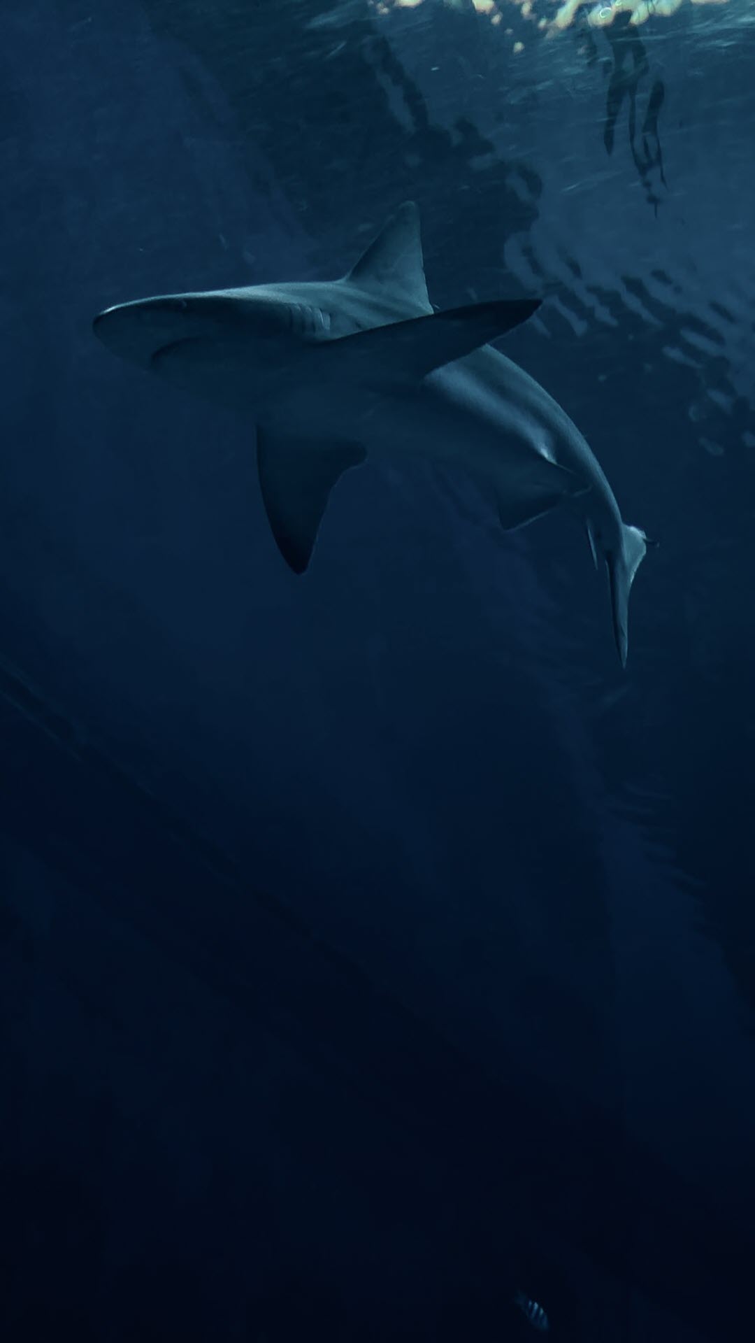 Hình nền cá mập Full HD cho điện thoại
