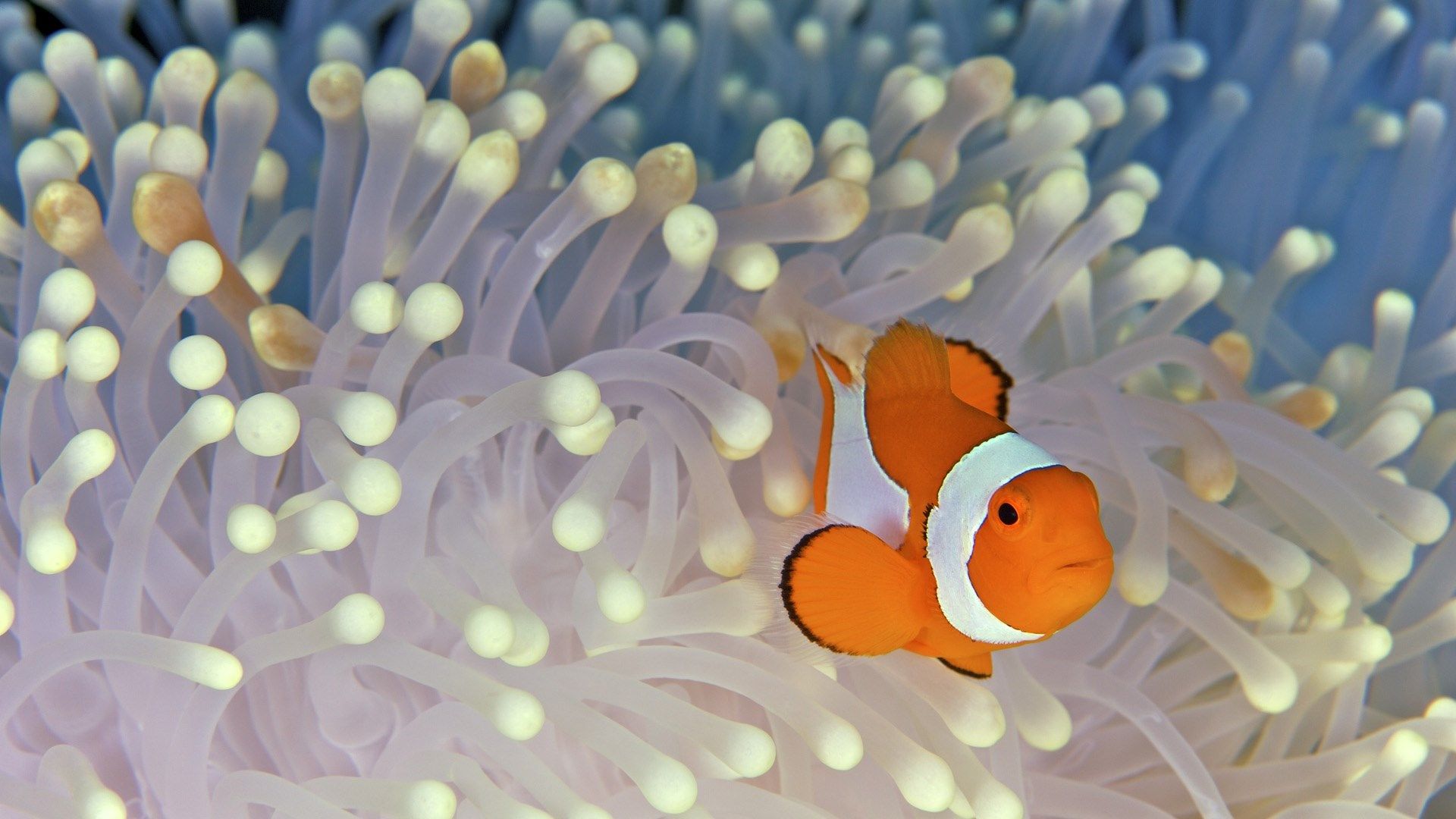 Hình nền cá Nemo cam tuyệt đẹp cho máy tính