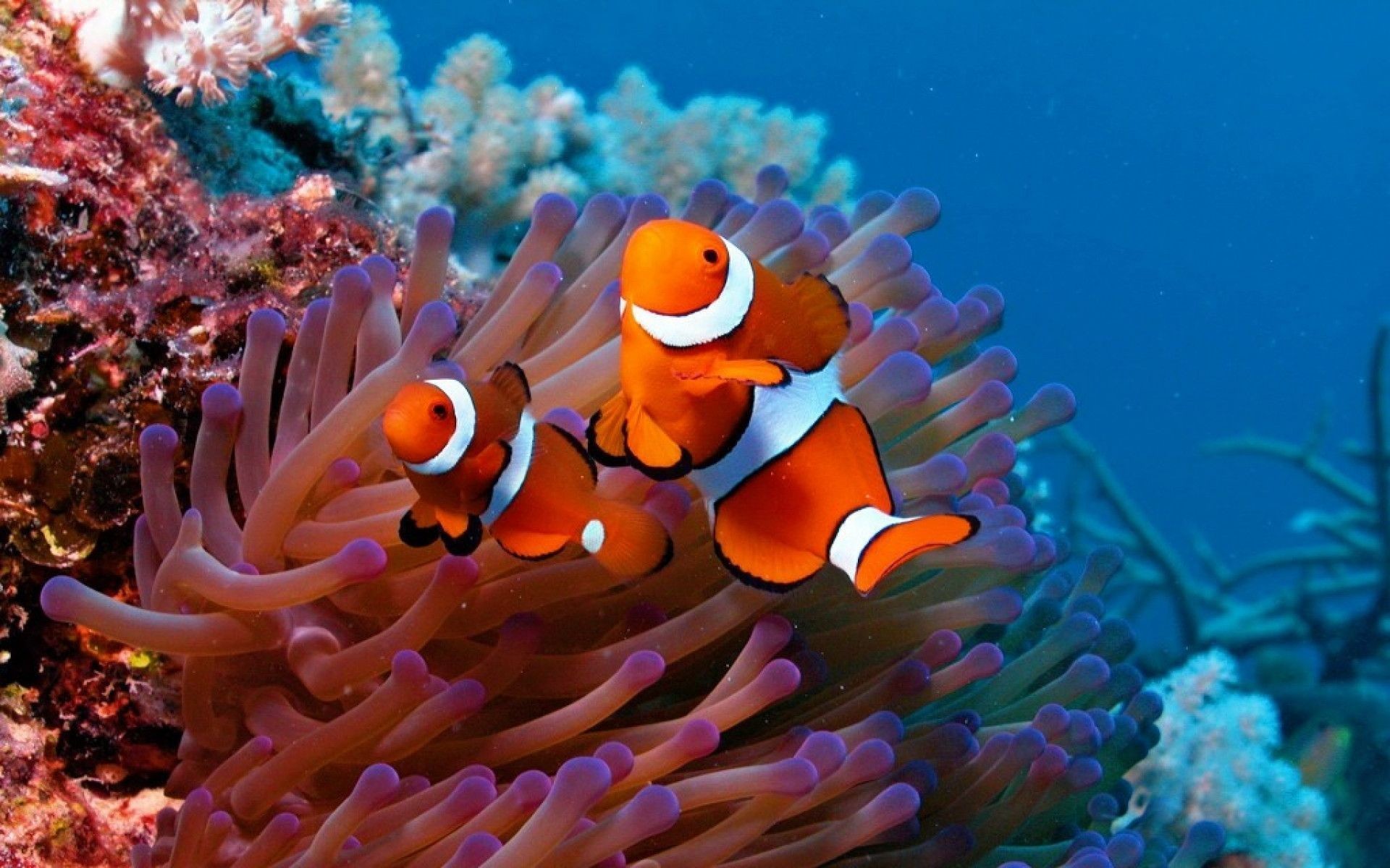 Hình nền cá Nemo cho máy tính