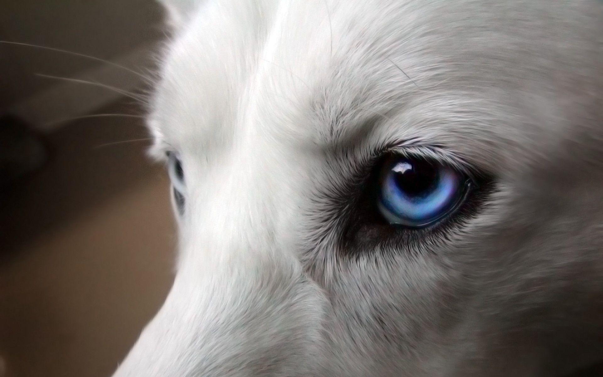 Hình ảnh chó sói 3D đẹp nhất