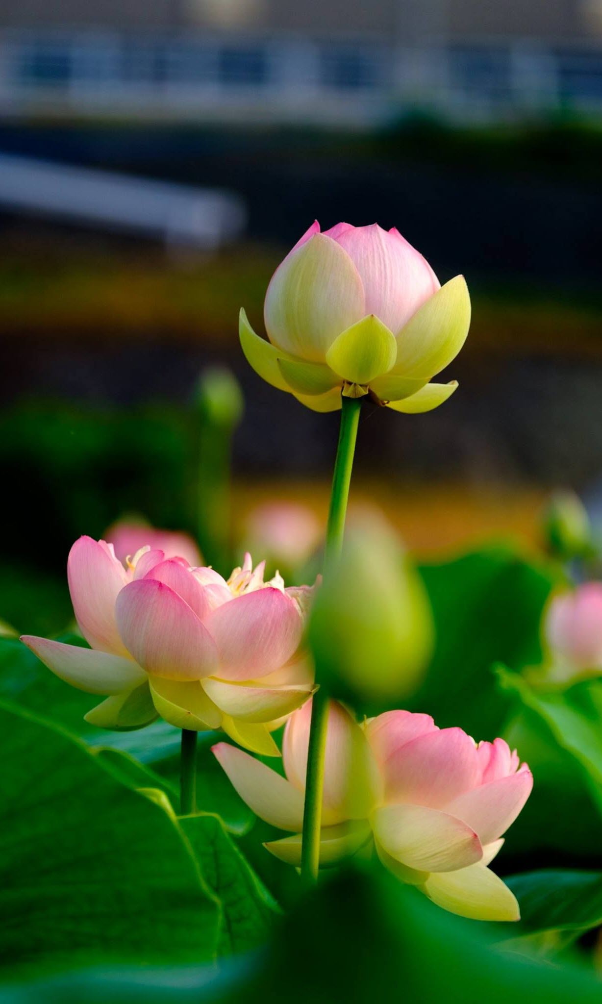 Stunning Lotus Flower Wallpapers for Your iPhone