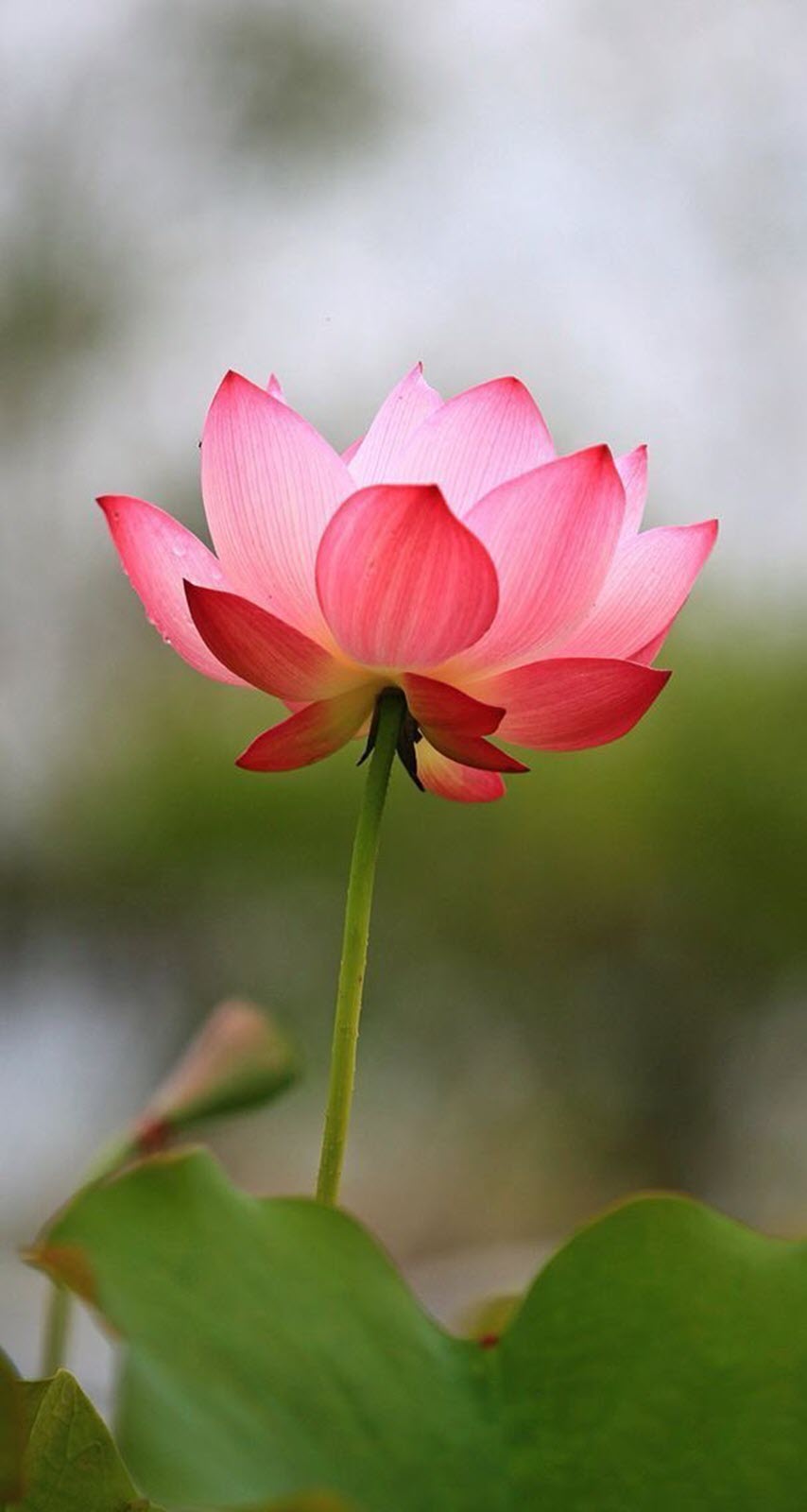 Cute Lotus Flowers iPhone Wallpaper