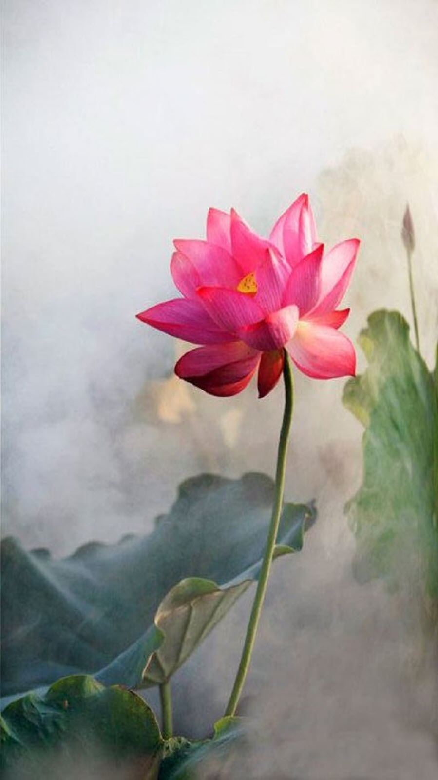 Lotus iPhone Wallpaper