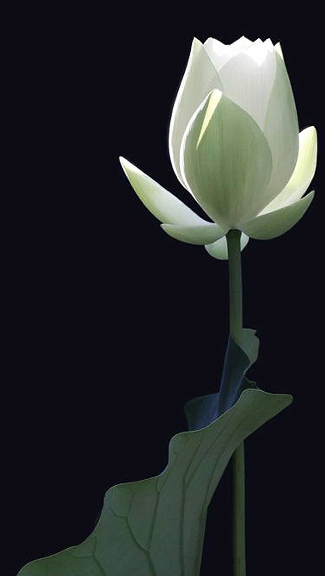 White Lotus iPhone Wallpaper