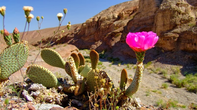 Ảnh hoa xương rồng hồng trên sa mạc