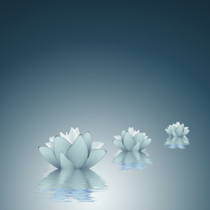 Background hoa Sen trên mặt nước