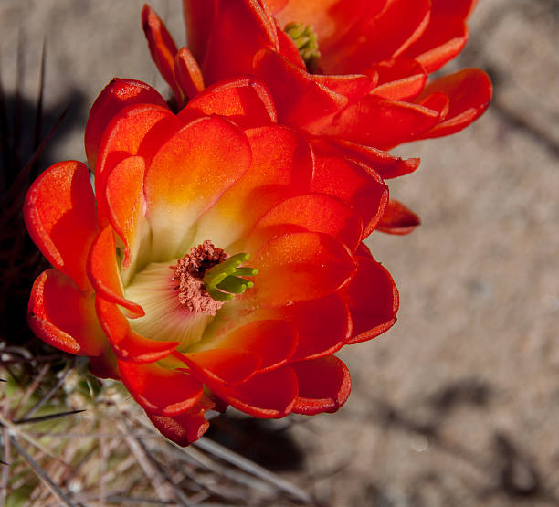 Hình ảnh bông hoa xương rồng đỏ trên sa mạc