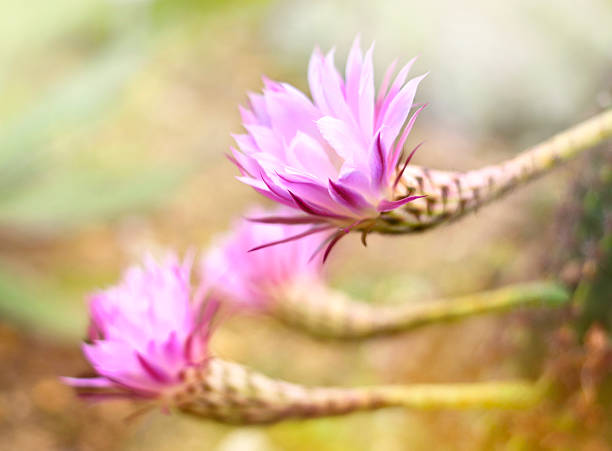 Hình ảnh bông hoa xương rồng trên sa mạc