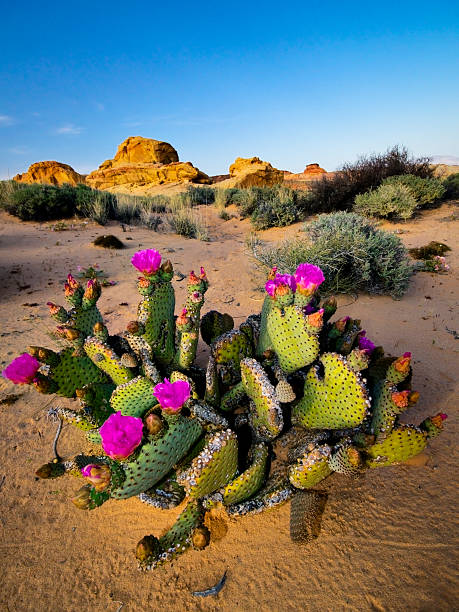 Hình ảnh chùm hoa xương rồng trên sa mạc đẹp