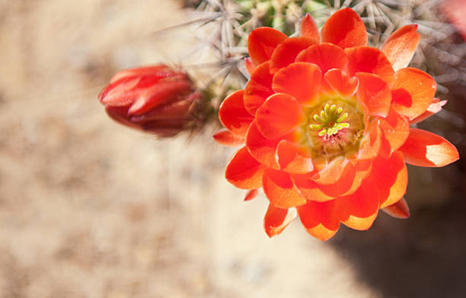 Hình ảnh hoa xương rồng cam trên sa mạc