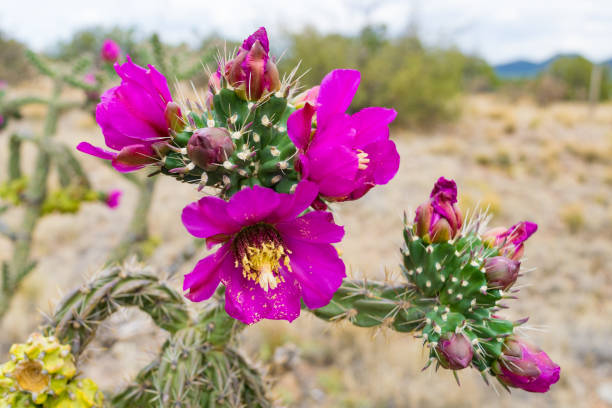 Hình ảnh hoa xương rồng màu hồng trên sa mạc