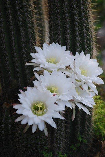 Hình ảnh hoa xương rồng trắng đẹp