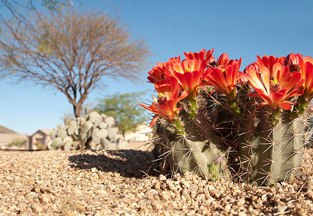 Hình ảnh hoa xương rồng trên sa mạc khô cằn